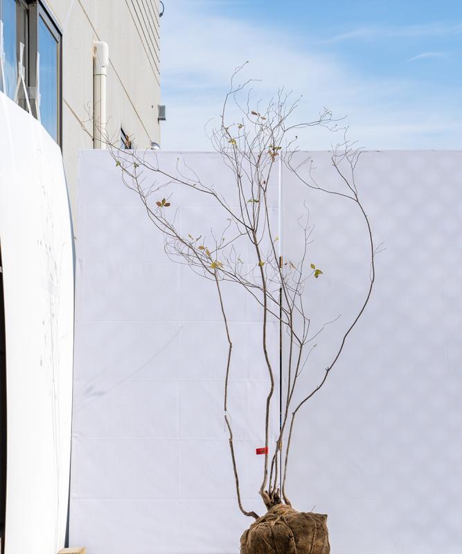 cyta64-19【山採り】バイカツツジ　高さ1.9ｍ程度　不在置き了承商品