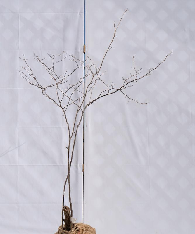 cntb23-12【山採り】ナツハゼ　高さ1.2m　不在置き了承商品