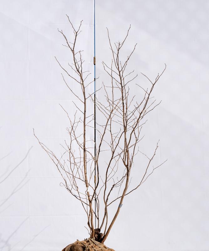 cntb26-13【山採り】ナツハゼ　高さ1.3m　不在置き了承商品