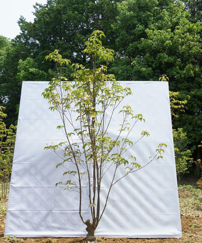 cyda10-18 落葉ヤマボウシ「ダイモンレッドペイジ」株立ち　高さ1.8m　不在置き了承