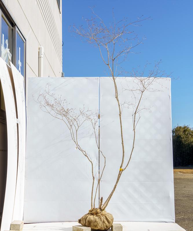 cytc25-23【山採り】ヤマツツジ　高さ2.3ｍ程度　不在置き了承商品