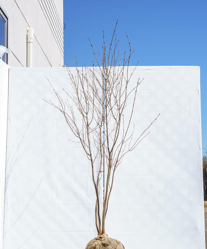 ctra5-17  ツリバナ株立ち　高さ1.7m　不在置き了承商品