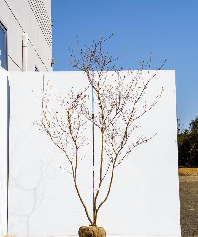 cxxd21-19  ヤマツツジ白花　高さ1.9ｍ程度　不在置き了承商品