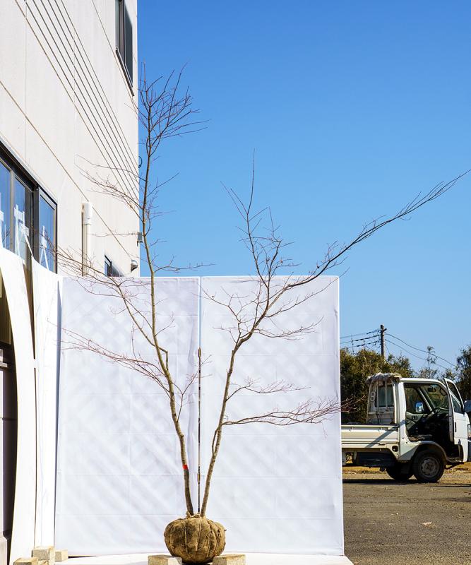 cxxe3-29【山採り】コハウチワカエデ　高さ2.9ｍ程度　不在置き了承商品