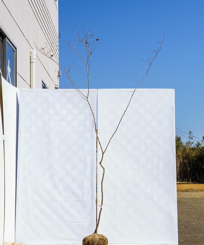 cxxd11-21【山採り】ヤマコウバシ　高さ2.1m　不在置き了承商品