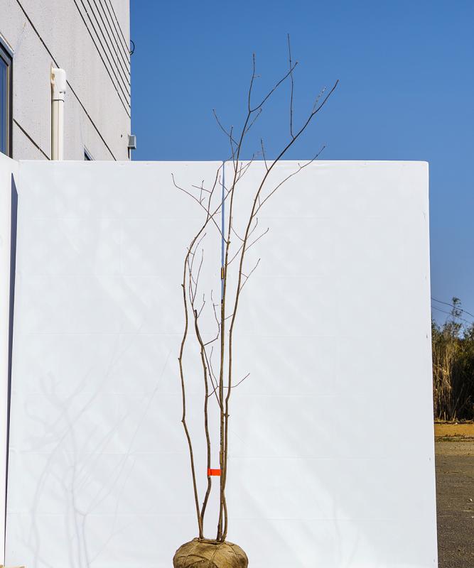 chdf1-19【山採り】アオダモ 寄せ株立ち  高さ1.9ｍ程度　不在置き了承商品