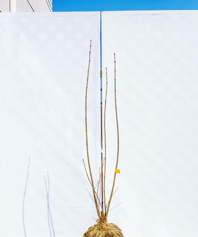 chde12-12【畑もの】アオダモ 株立　高さ1.2ｍ程度　不在置き了承商品