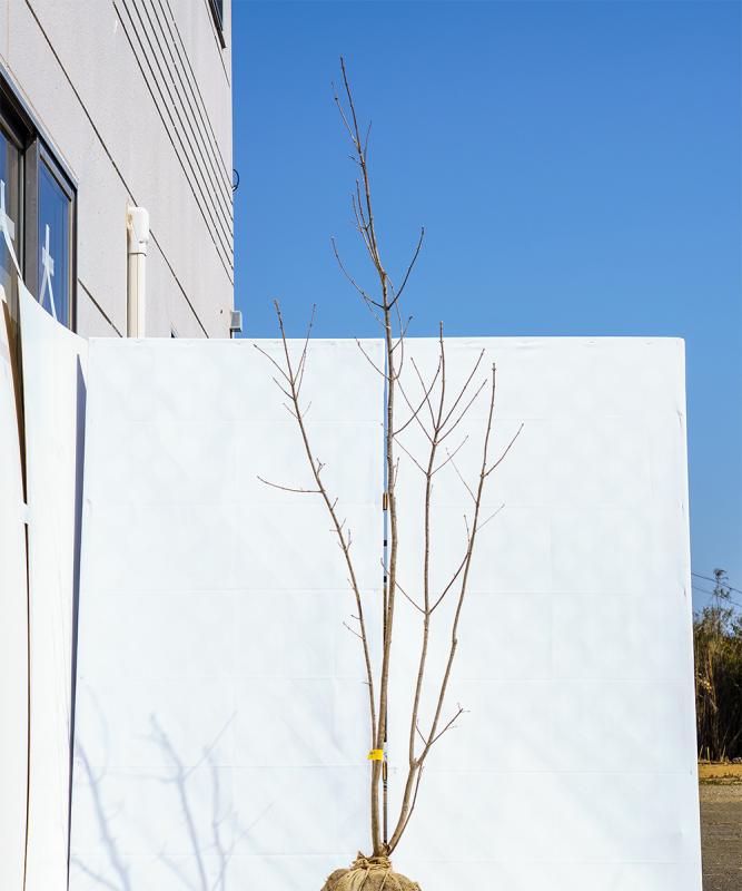 chdh1-21【畑もの】アオダモ 株立　高さ2.1ｍ程度　不在置き了承商品