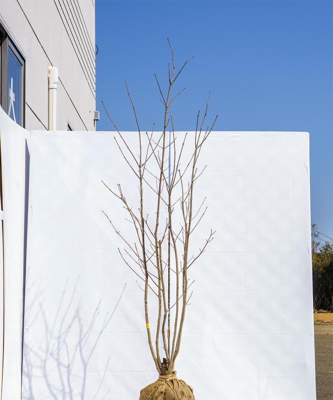 chdh6-19【畑もの】アオダモ 株立　高さ1.9ｍ程度　不在置き了承商品