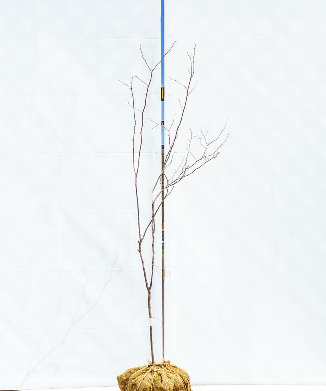 cntd73-13【山採り】ナツハゼ　高さ1.3m　不在置き了承商品