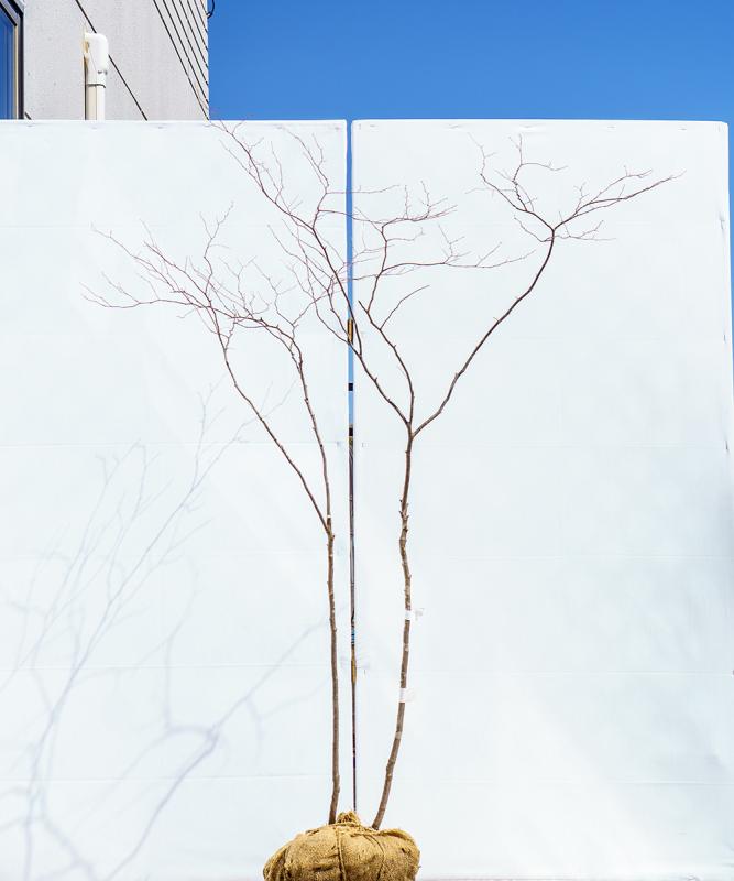 cntd75-16【山採り】ナツハゼ　高さ1.6m　不在置き了承商品