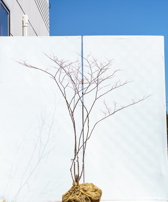 cntd76-15【山採り】ナツハゼ　高さ1.5m　不在置き了承商品