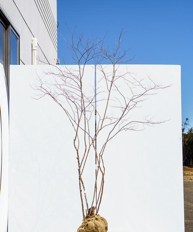 cntd77-19【山採り】ナツハゼ　高さ1.9m　不在置き了承商品