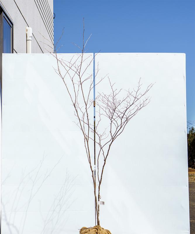 cntd84-17【山採り】ナツハゼ　高さ1.7m　不在置き了承商品