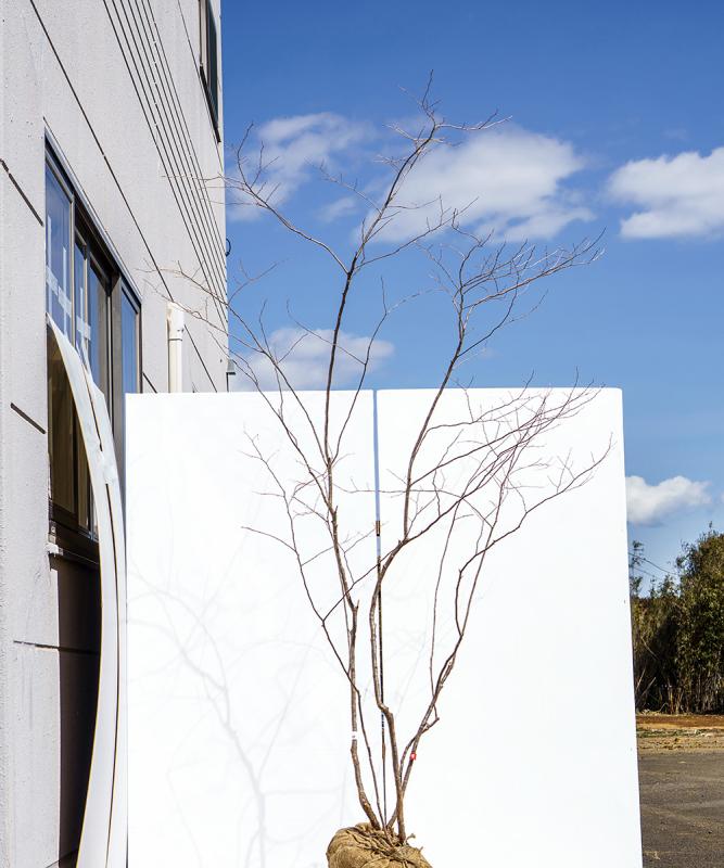cntd101-23【山採り】ナツハゼ　高さ2.3m　不在置き了承商品