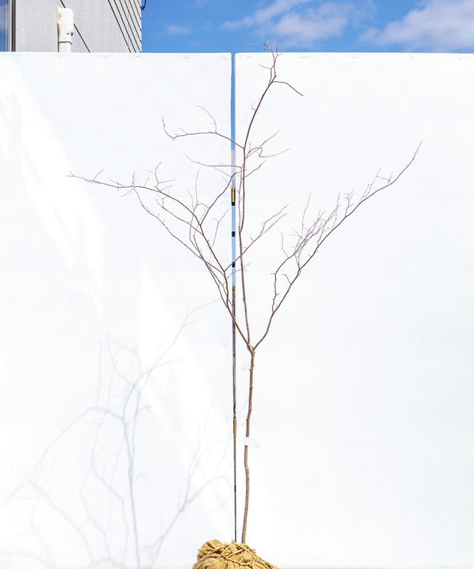cntd103-15【山採り】ナツハゼ　高さ1.5m　不在置き了承商品