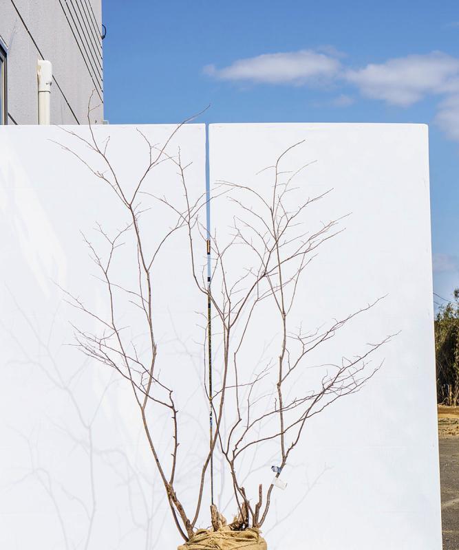 cntd115-15【山採り】ナツハゼ　高さ1.5m　不在置き了承商品