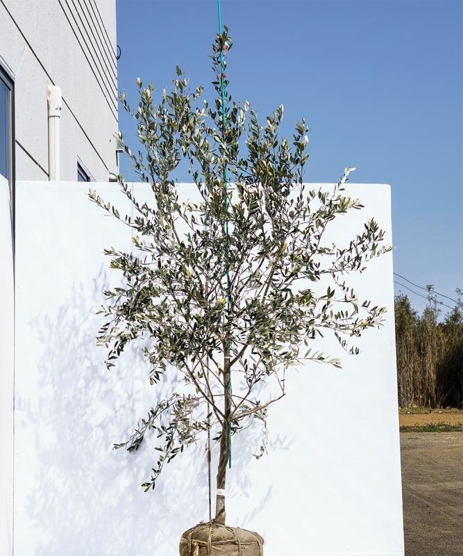 cold8-21  オリーブ「アスコラーナ」　高さ2.1m　不在置き了承