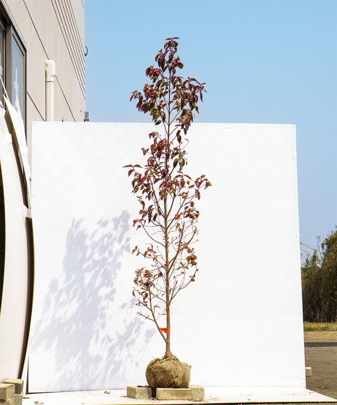 cjia5-19  常緑ヤマボウシ赤花「イワツキレッドペイジ」高さ1.9ｍ　不在置き了承商品
