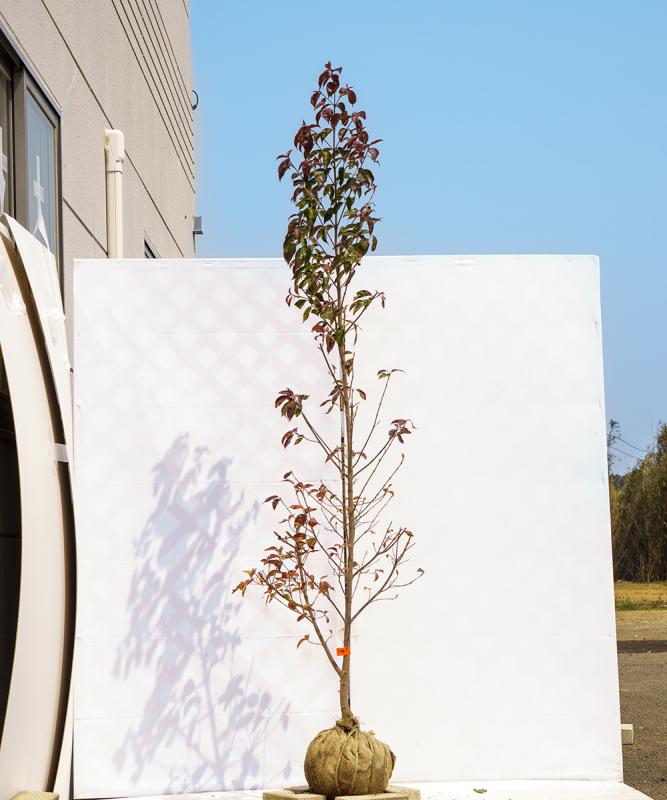 cjia10-20  常緑ヤマボウシ赤花「イワツキレッドペイジ」高さ2.0ｍ　不在置き了承商品