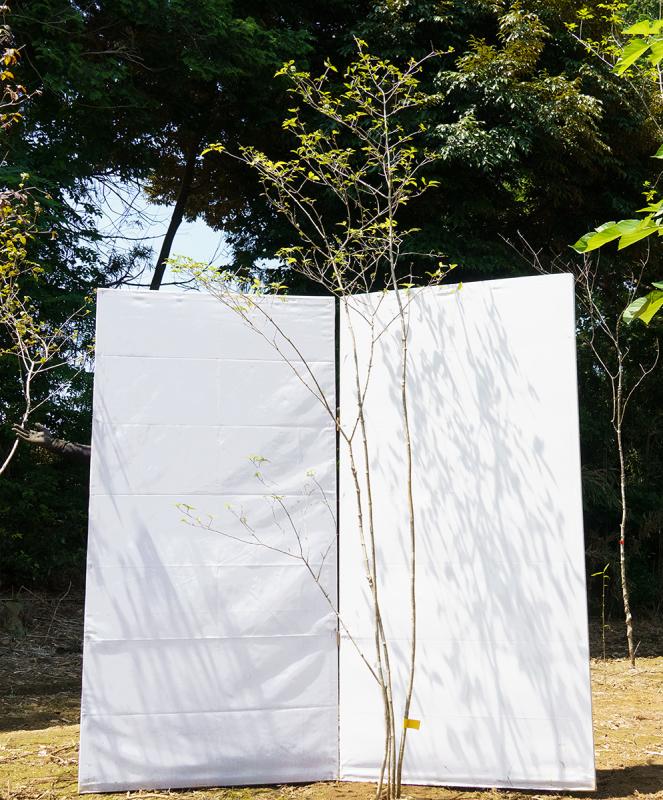 coyd2-28【山採り】オトコヨウゾメ　高さ2.8m　不在置き了承商品