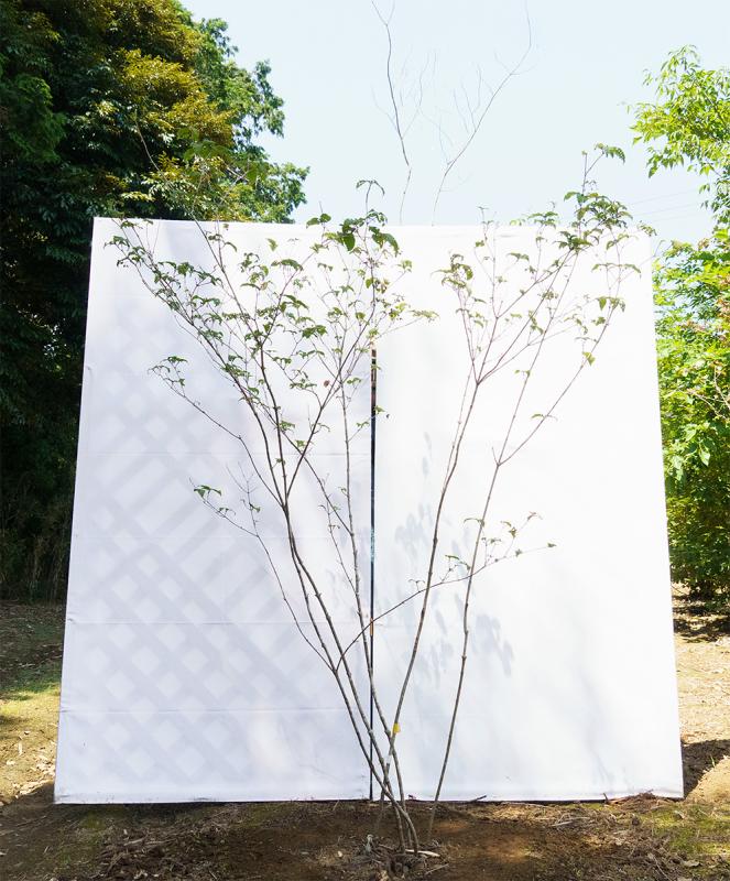 coyd10-17【山採り】オトコヨウゾメ　高さ1.7m　不在置き了承商品