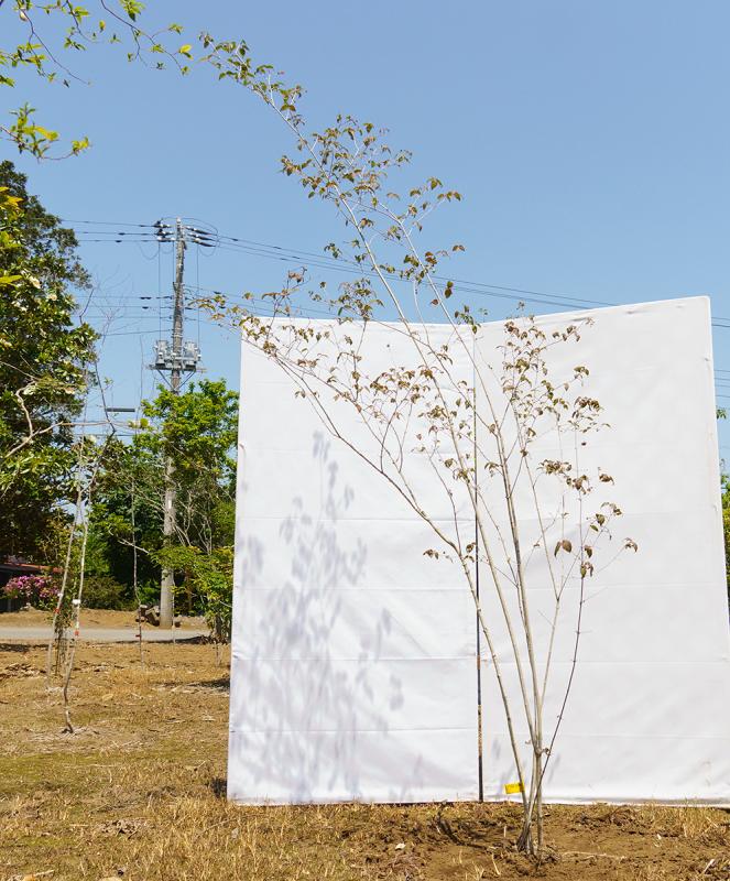 coyd13-29【山採り】オトコヨウゾメ　高さ2.9m　不在置き了承商品