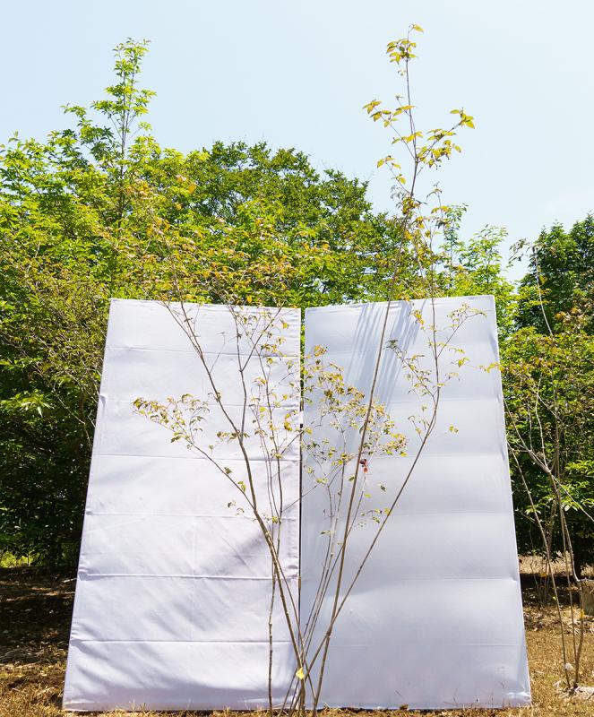 coyd31-20【山採り】オトコヨウゾメ　高さ2.0m　不在置き了承商品