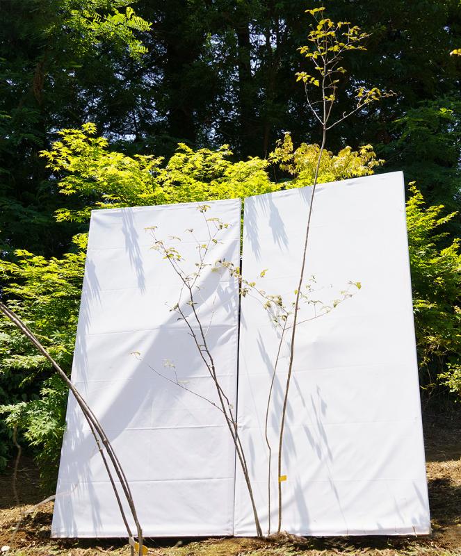 coyd34-26【山採り】オトコヨウゾメ　高さ2.6m　不在置き了承商品