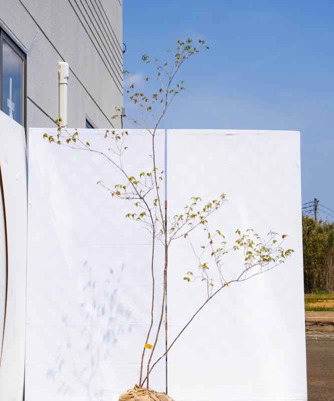 coyd40-20【山採り】オトコヨウゾメ　高さ2.0m　不在置き了承商品