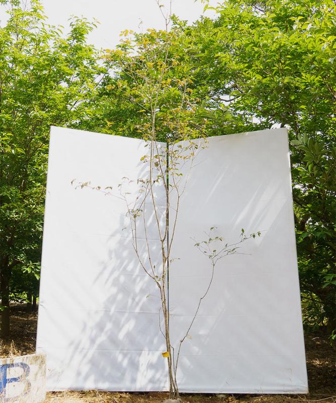 coyd53-27【山採り】オトコヨウゾメ　高さ2.7m　不在置き了承商品