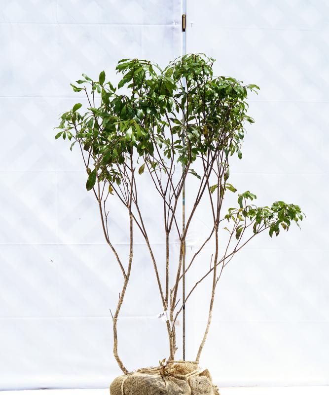 casa7-09【山採り】アセビ　高さ0.9ｍ程度　不在置き了承商品