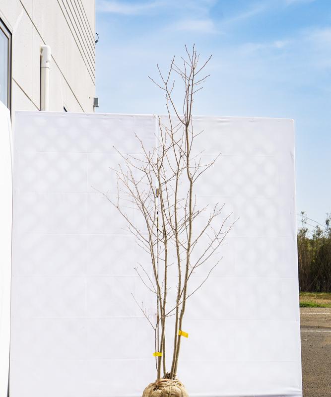 cahb14-19【山採り】アオハダ株立ち　雌雄不明　高さ1.9ｍ程度　不在置き了承商品