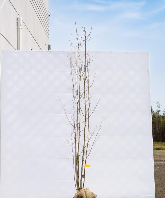 cahb15-18【山採り】アオハダ株立ち　雌雄不明　高さ1.8ｍ程度　不在置き了承商品