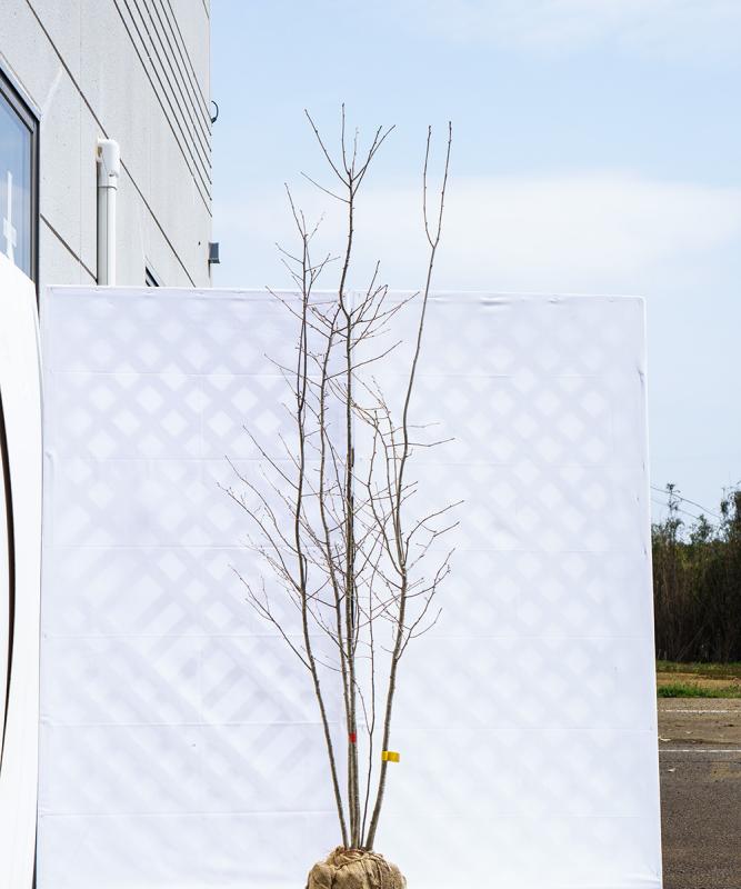 cahb38-20【山採り】アオハダ株立ち　雌雄不明　高さ2.0ｍ程度　不在置き了承商品