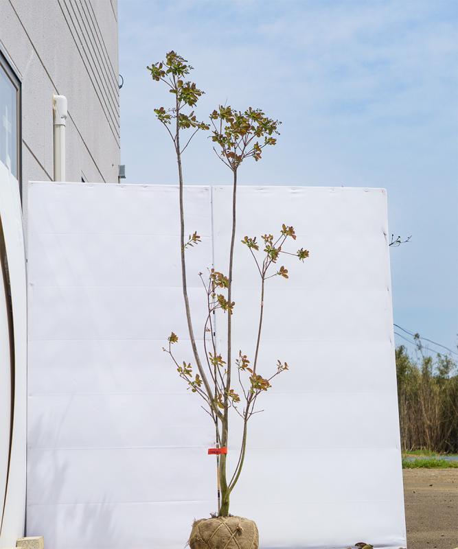 csmb6-20 スモークツリー ピンク花 ※品種不明 高さ2.0m　不在置き了承
