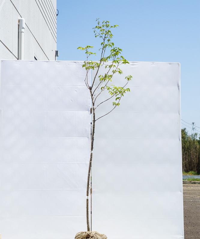 cado35-18【山採り】アオダモ 高さ1.8ｍ程度　不在置き了承商品