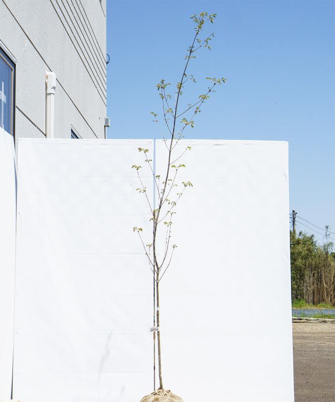 cado74-23【山採り】アオダモ 高さ2.3ｍ程度　不在置き了承商品