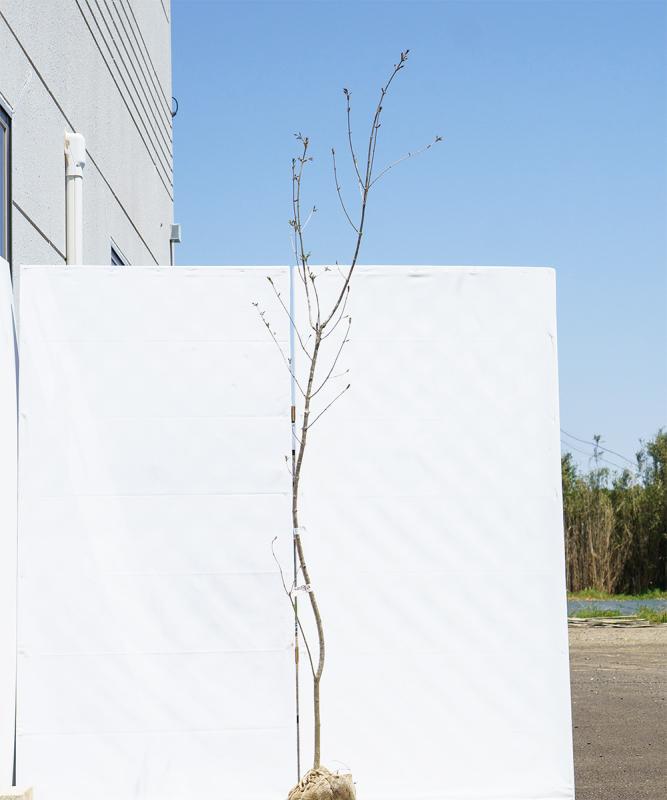 cado75-21【山採り】アオダモ 高さ2.1ｍ程度　不在置き了承商品
