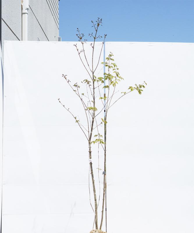 cado84-16【山採り】アオダモ 高さ1.6ｍ程度　不在置き了承商品
