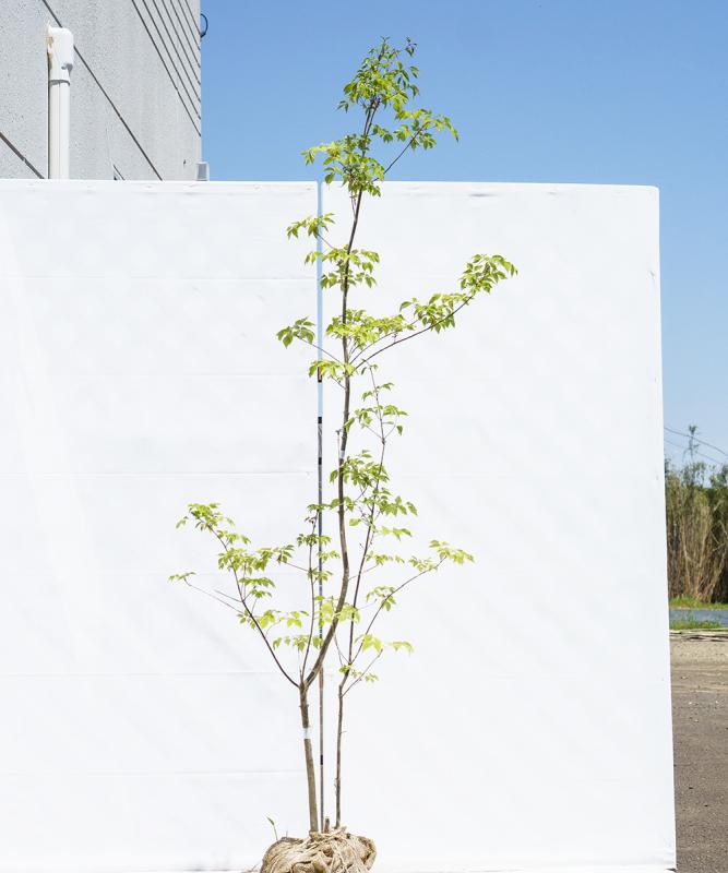 cado87-17【山採り】アオダモ 高さ1.7ｍ程度　不在置き了承商品