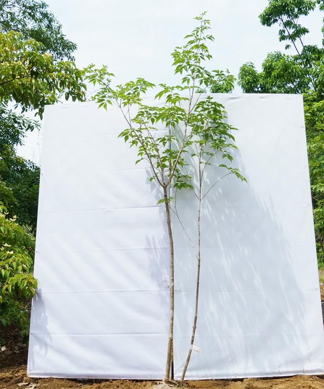 cado30-20【山採り】アオダモ 高さ2.0ｍ程度　不在置き了承商品