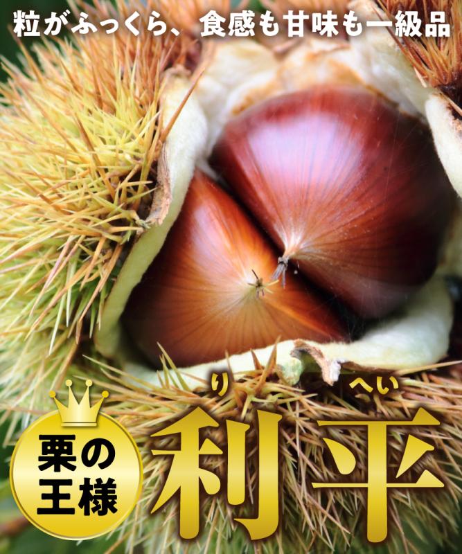 【栗苗木】【2年生苗 】利平（りへい） 高さ70cm～1.0m