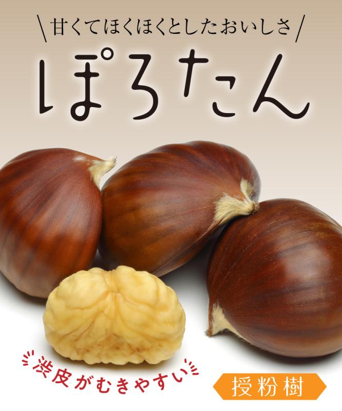 【栗苗木】【2年生苗】ぽろたん  高さ70cm～1.0m