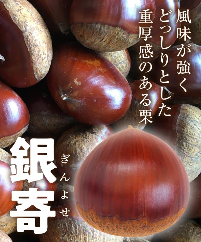 【栗苗木】【 2年生苗】銀寄（ぎんよせ） 高さ70cm～1.0m