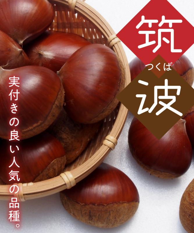 【栗苗木】【2年生苗】筑波（つくば）  高さ70cm～1.0m