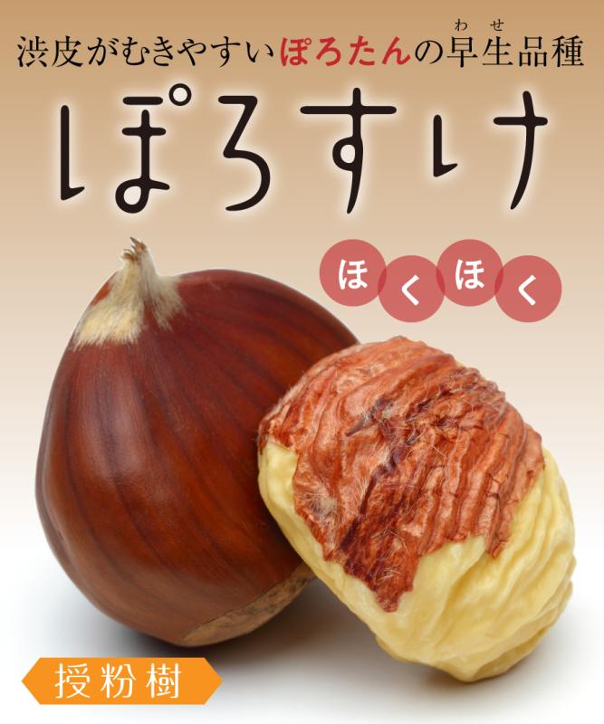 【栗苗木】【2年生苗】ぽろすけ 高さ70cm～1.0m