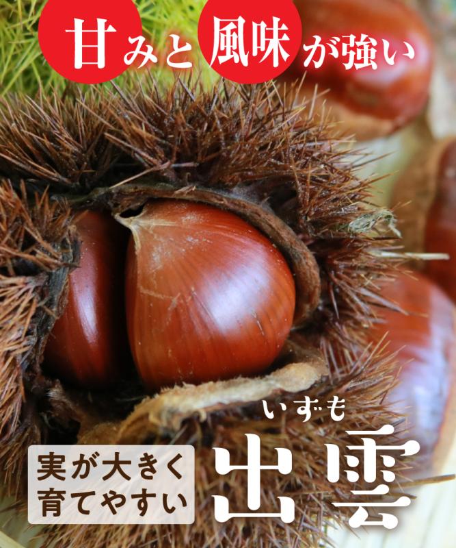 【栗苗木】【 2年生苗 】出雲（いずも）高さ70cm～1.0m
