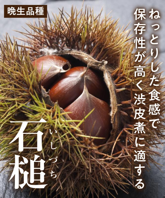 【栗苗木】【 2年生苗】石槌（いしづち） 高さ70cm～1.0m