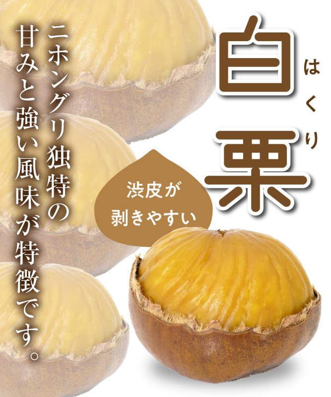 【栗苗木】【2年生苗】白栗（はくり） 高さ70cm～1.0m